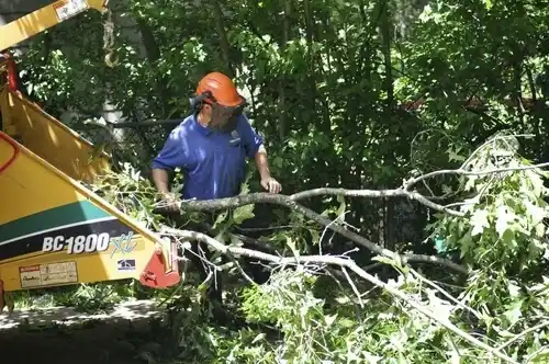 tree services Churchville
